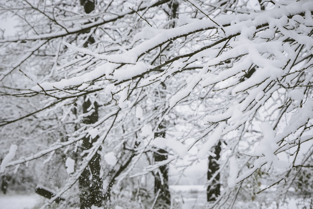 snow covered trees and ground