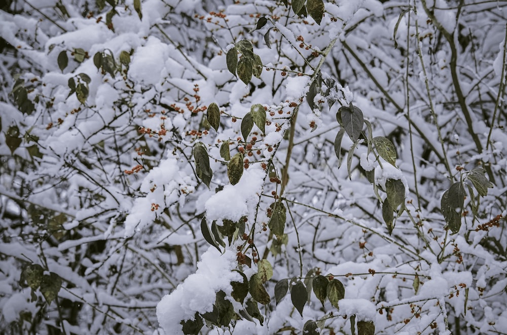 a bush covered in snow