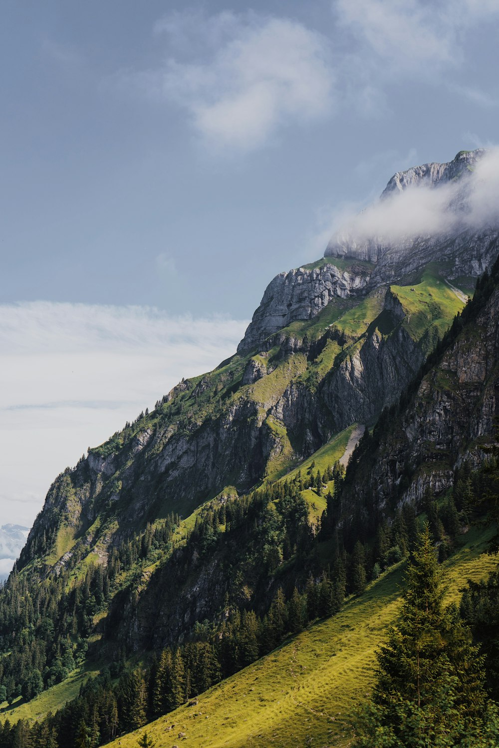 una montaña con árboles