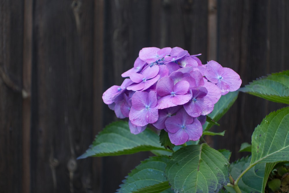 a purple flower with green leaves