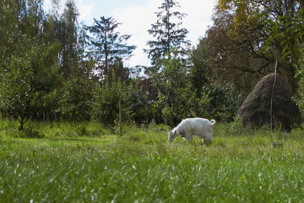 a white cow grazing in a meadow