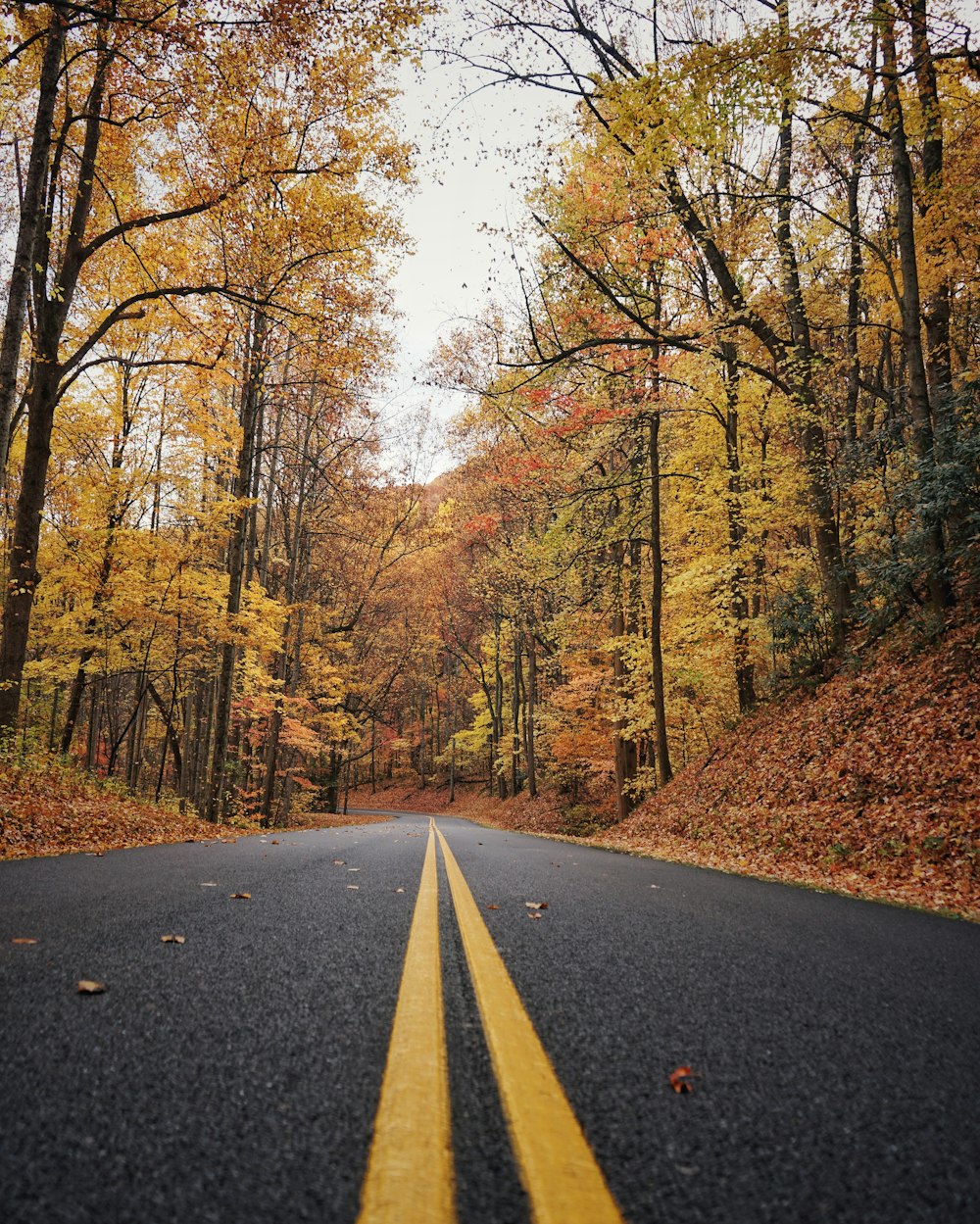 a road with trees on either side