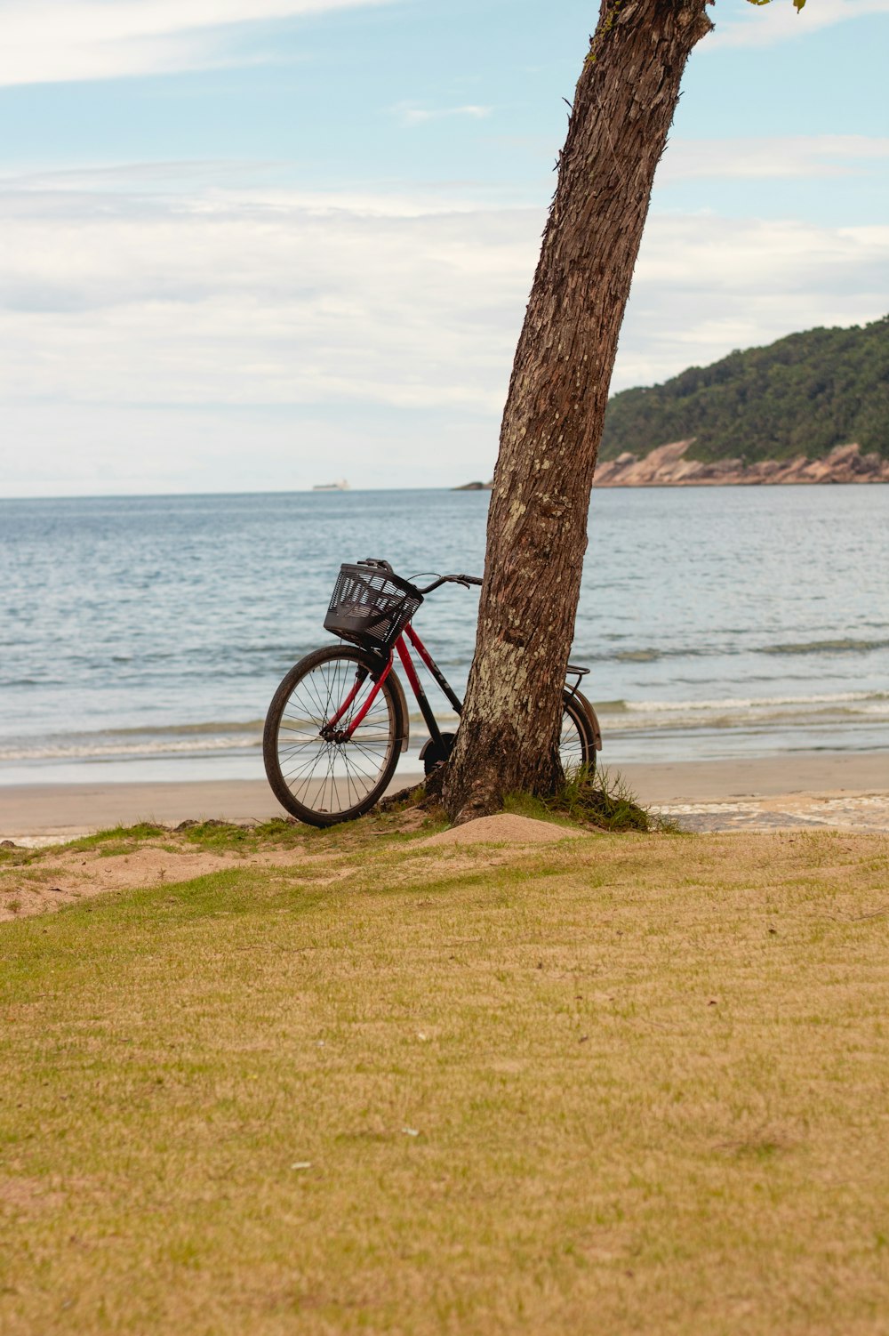 a bicycle is parked by a tree