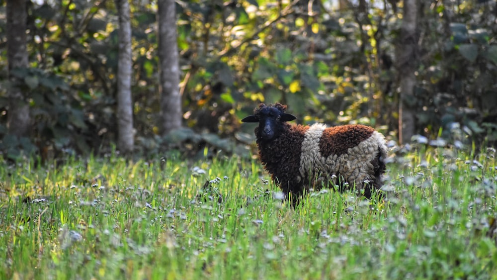 a sheep in a meadow