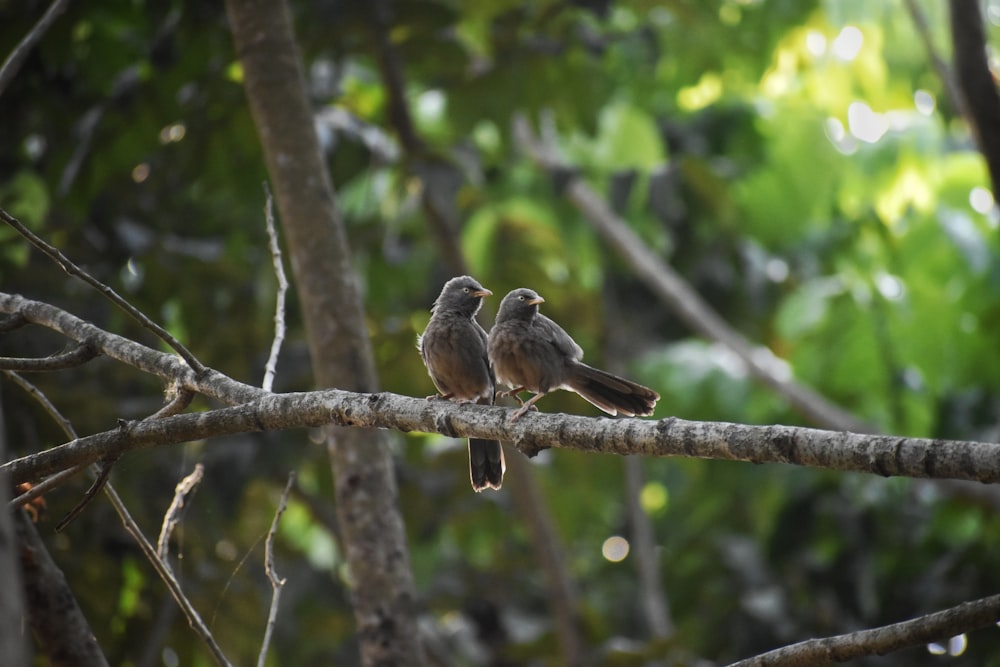 birds sitting on a tree branch