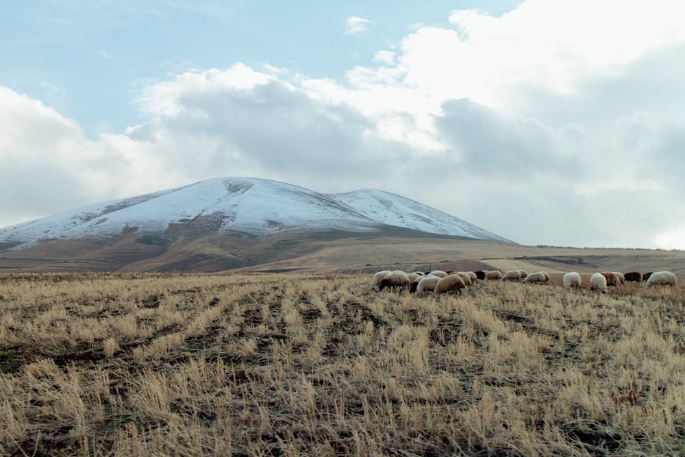 a herd of sheep grazing in a field