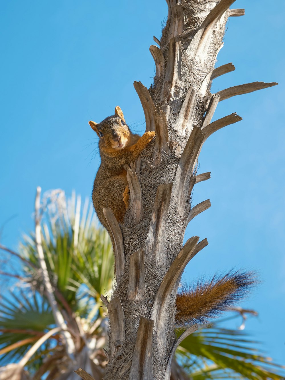 a squirrel on a tree