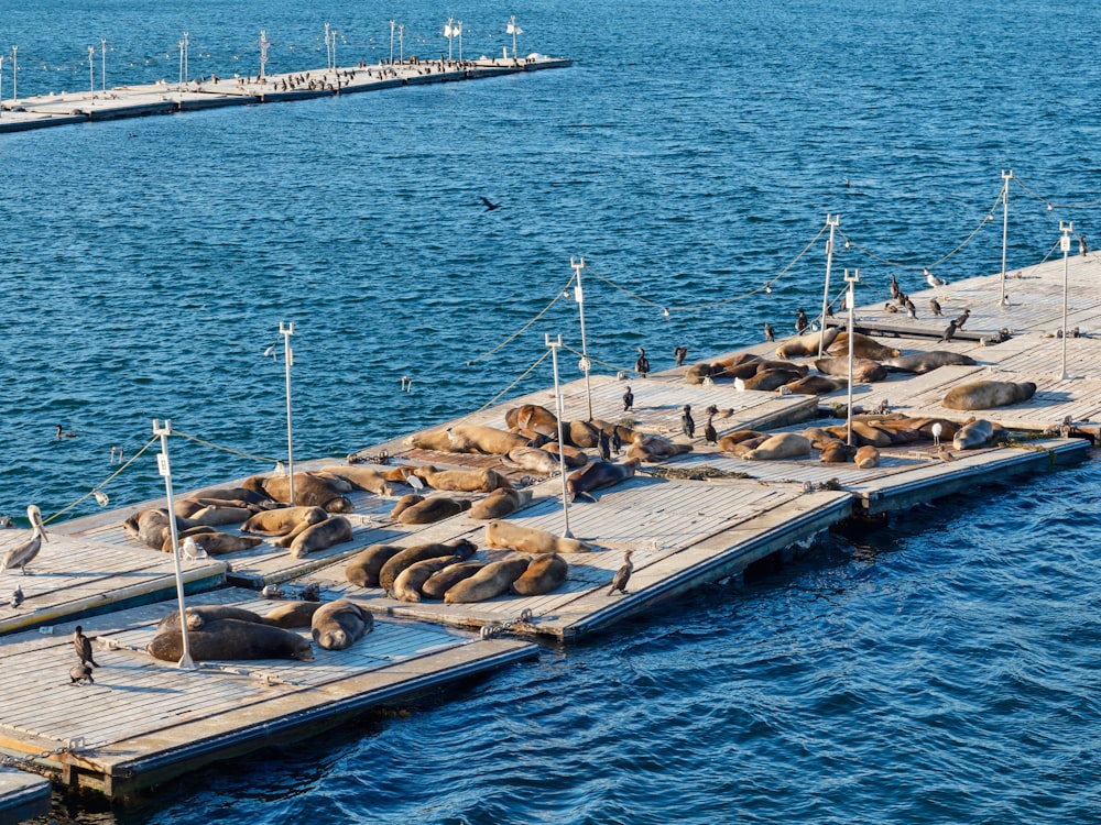 seals lying on docks