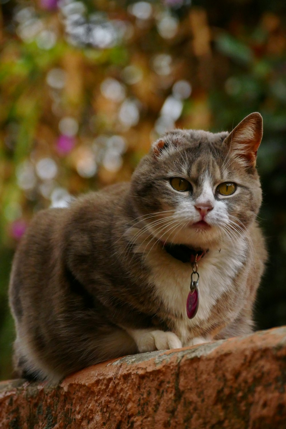 a cat sitting on a rock