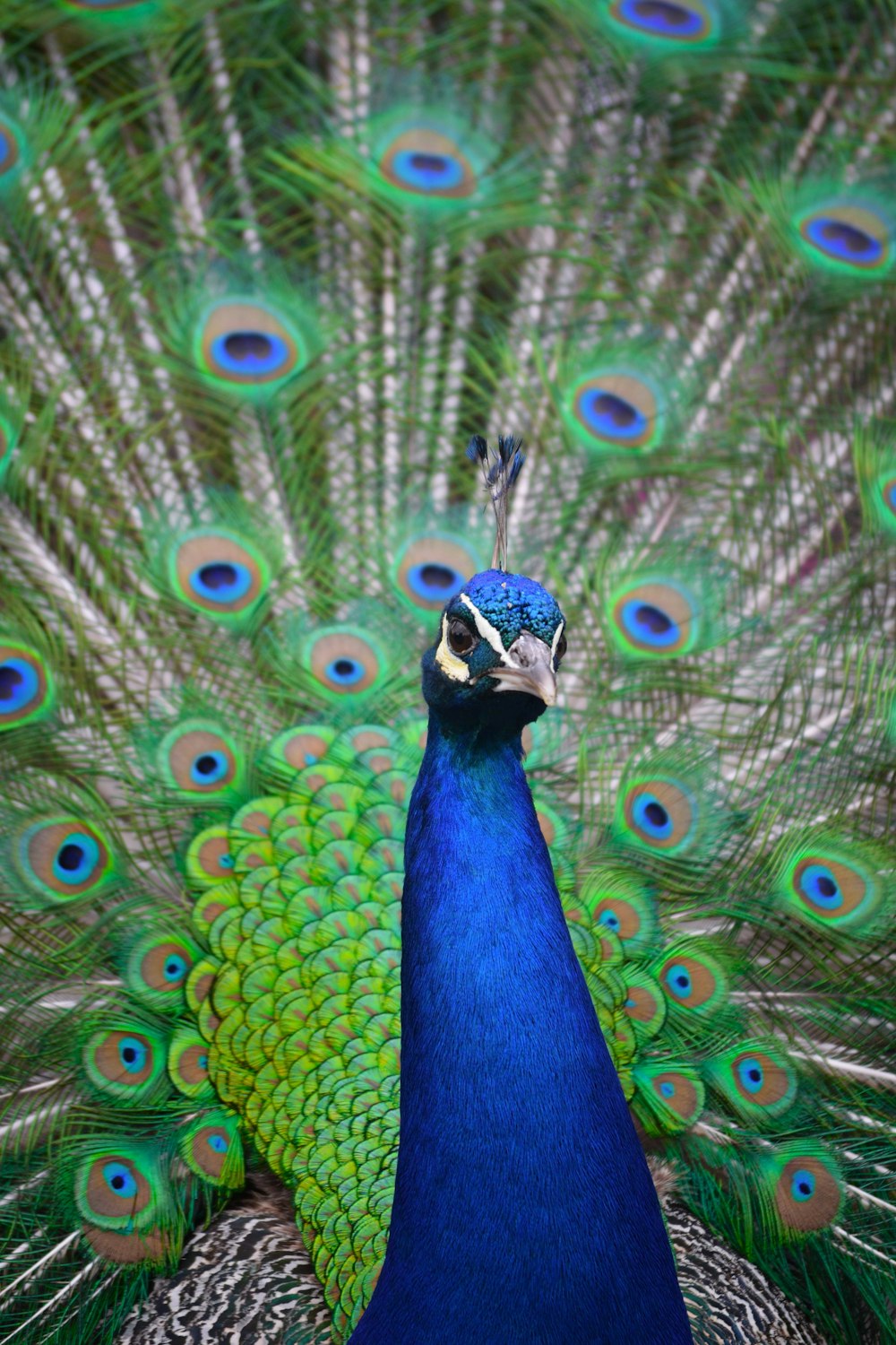 a peacock with its feathers spread