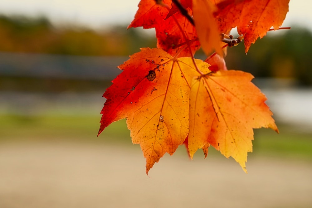 a close up of a red leaf