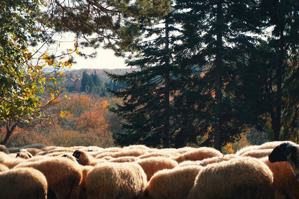 a herd of sheep in a forest