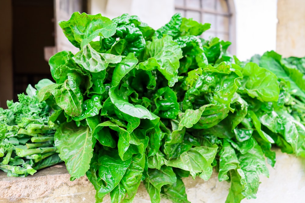 a large green leafy plant