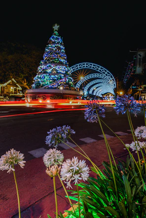 a lighted christmas tree in a park
