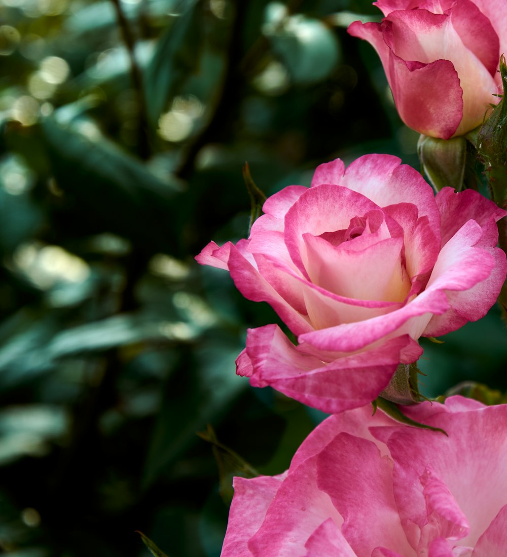 a close up of a flower