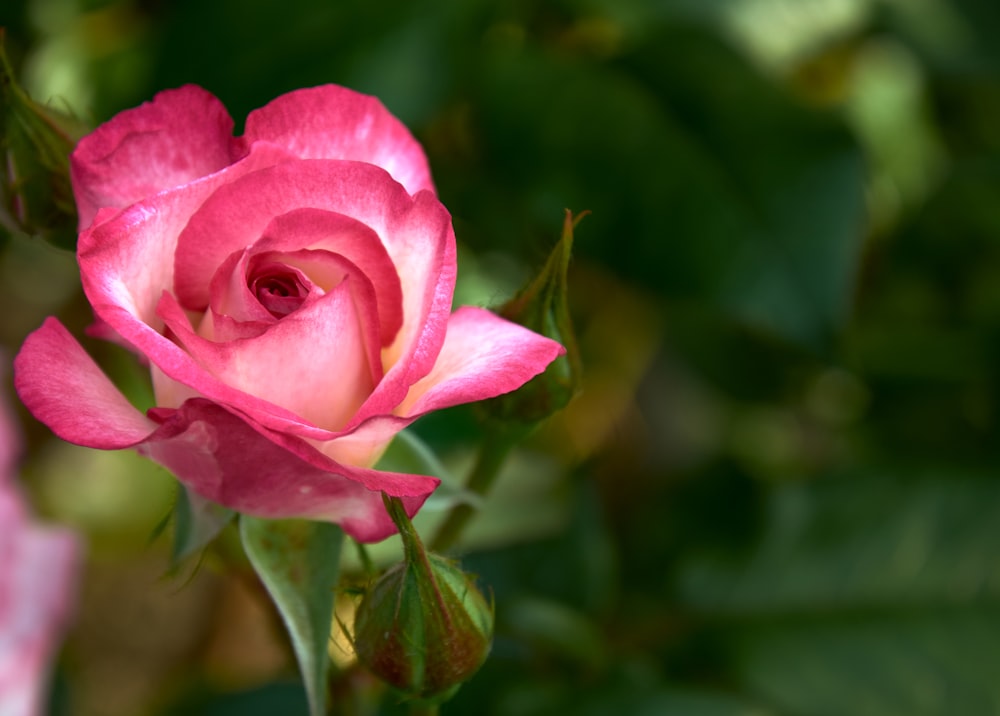 a pink rose with green leaves