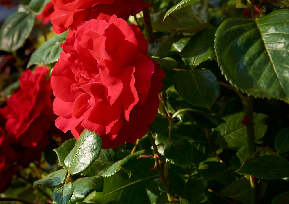 a close up of a red flower