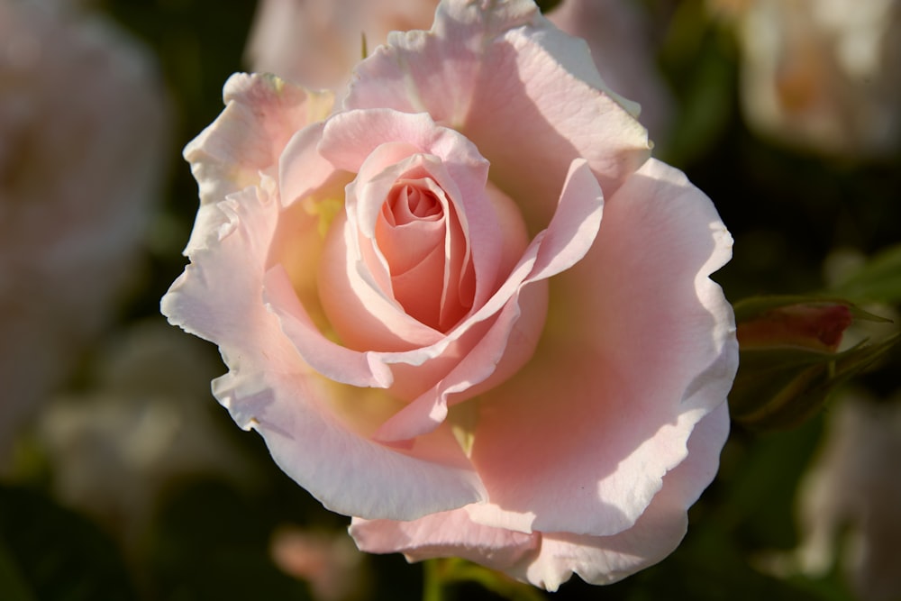 a pink rose with a white center