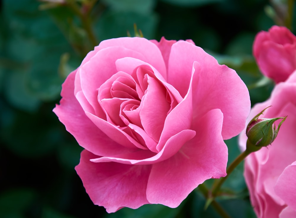 a pink rose with green leaves