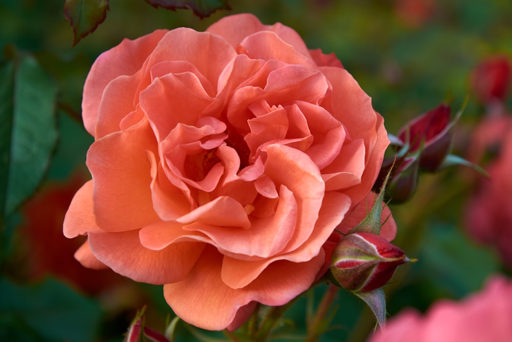 a close up of a flower