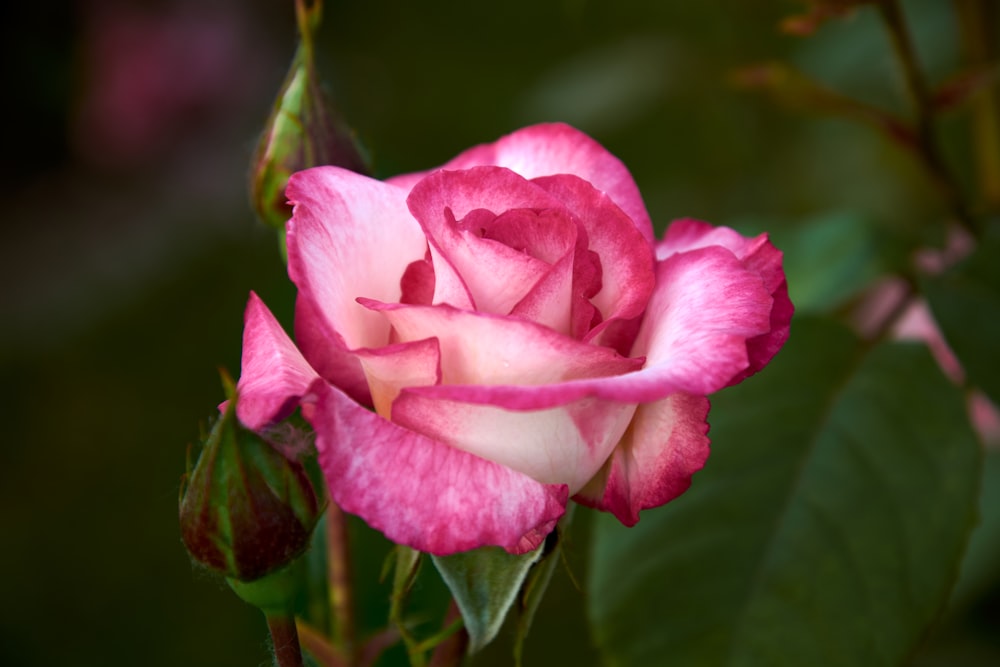 a pink rose with green leaves