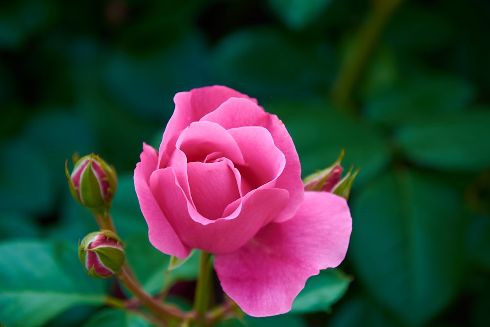 a pink rose with green leaves