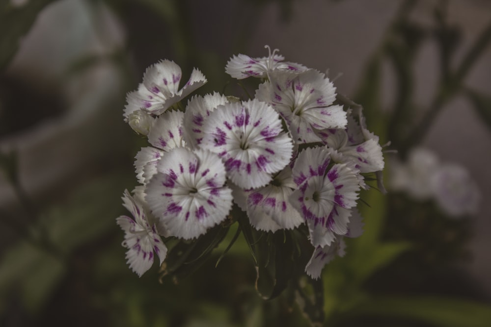 a close up of a flower