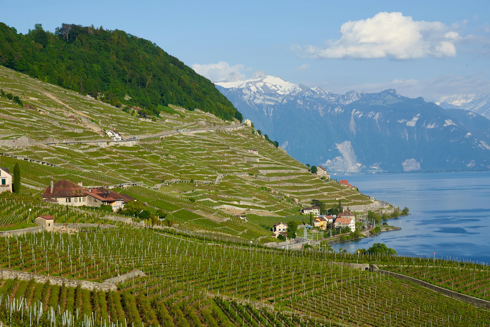 Terraced Lavaux vineyards stepping down to Lake Geneva with snowy Alps across the water