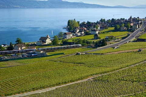 a green field with houses and trees by a body of water