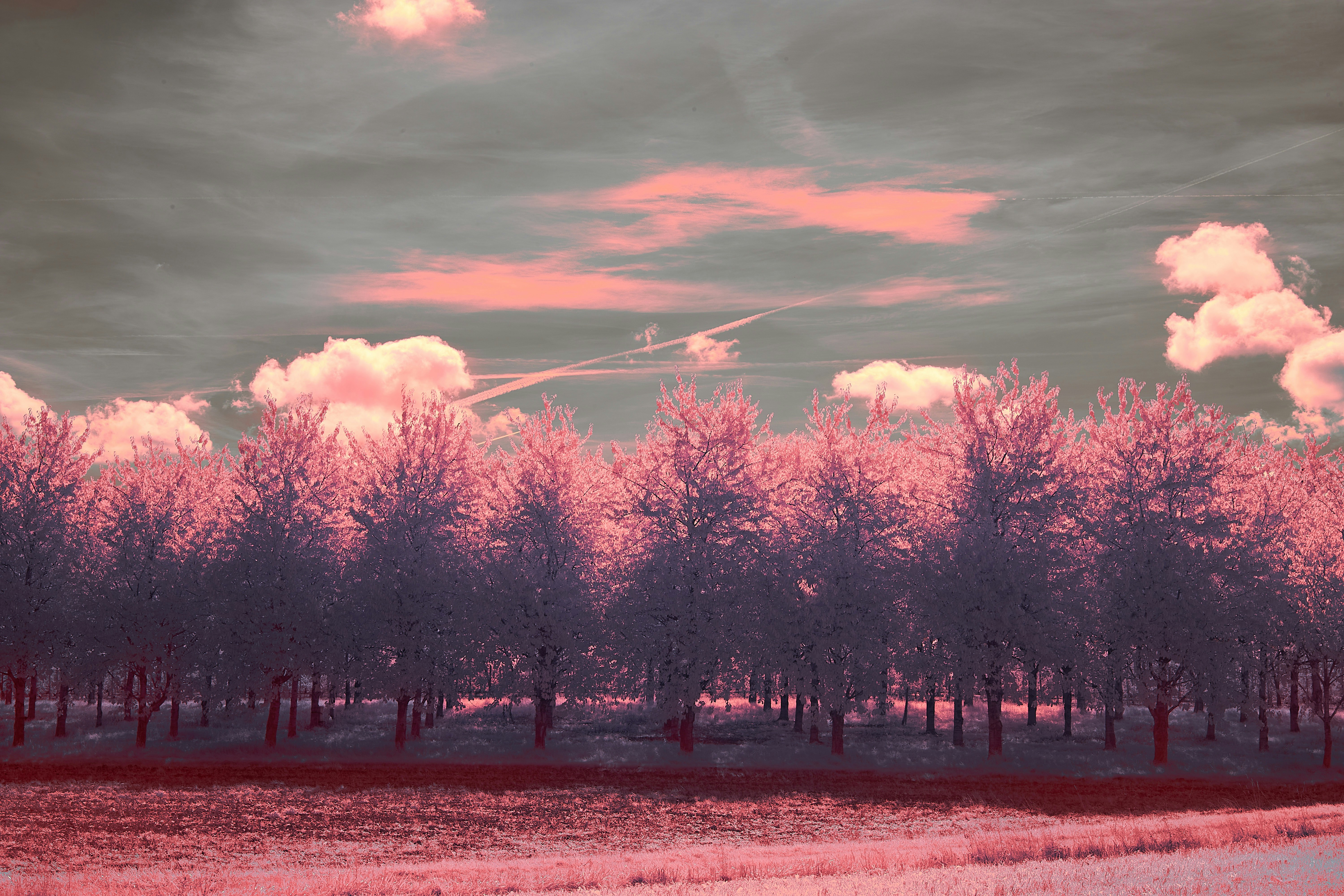 Photo by wolfgang_hasselmann