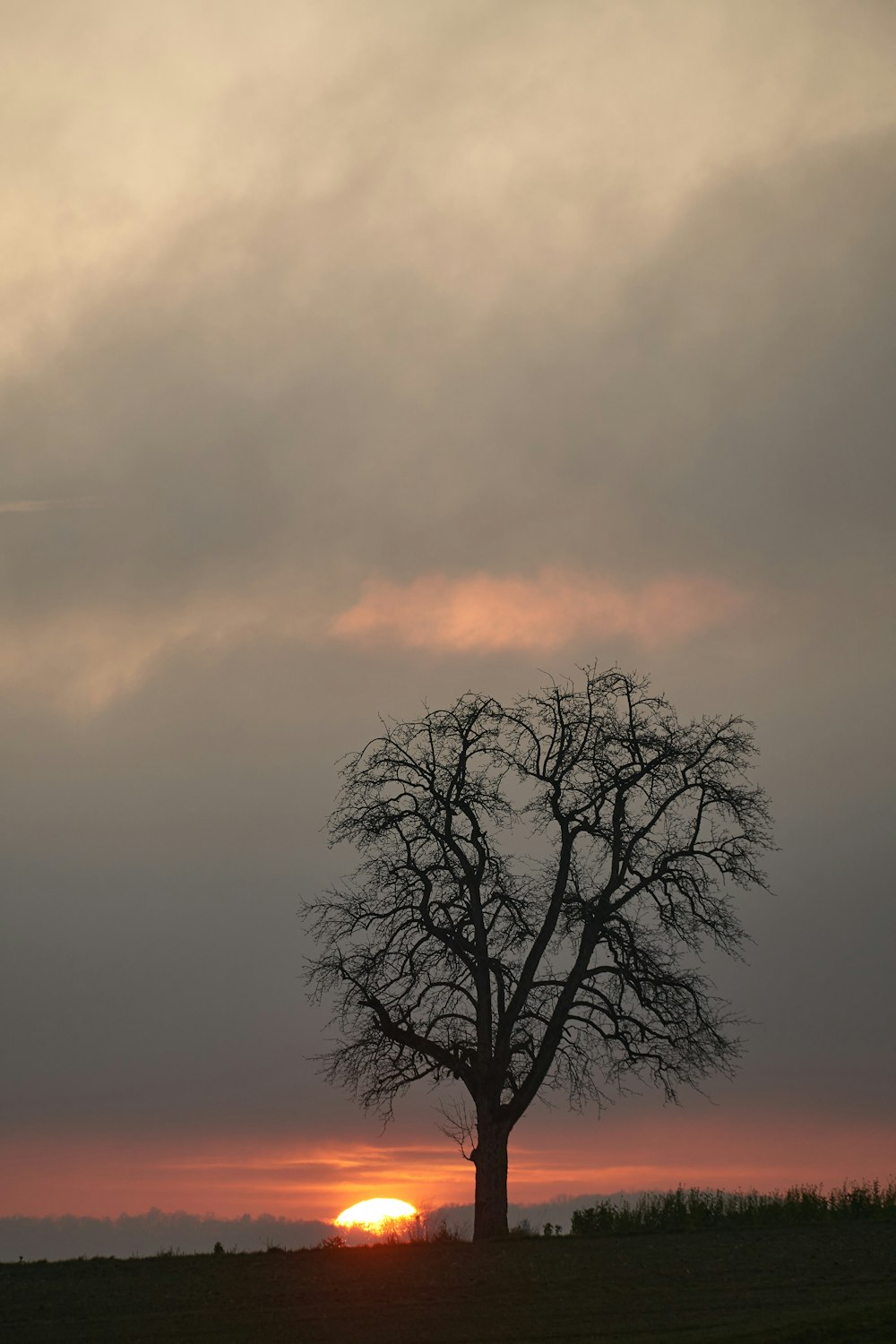 Un albero in un campo