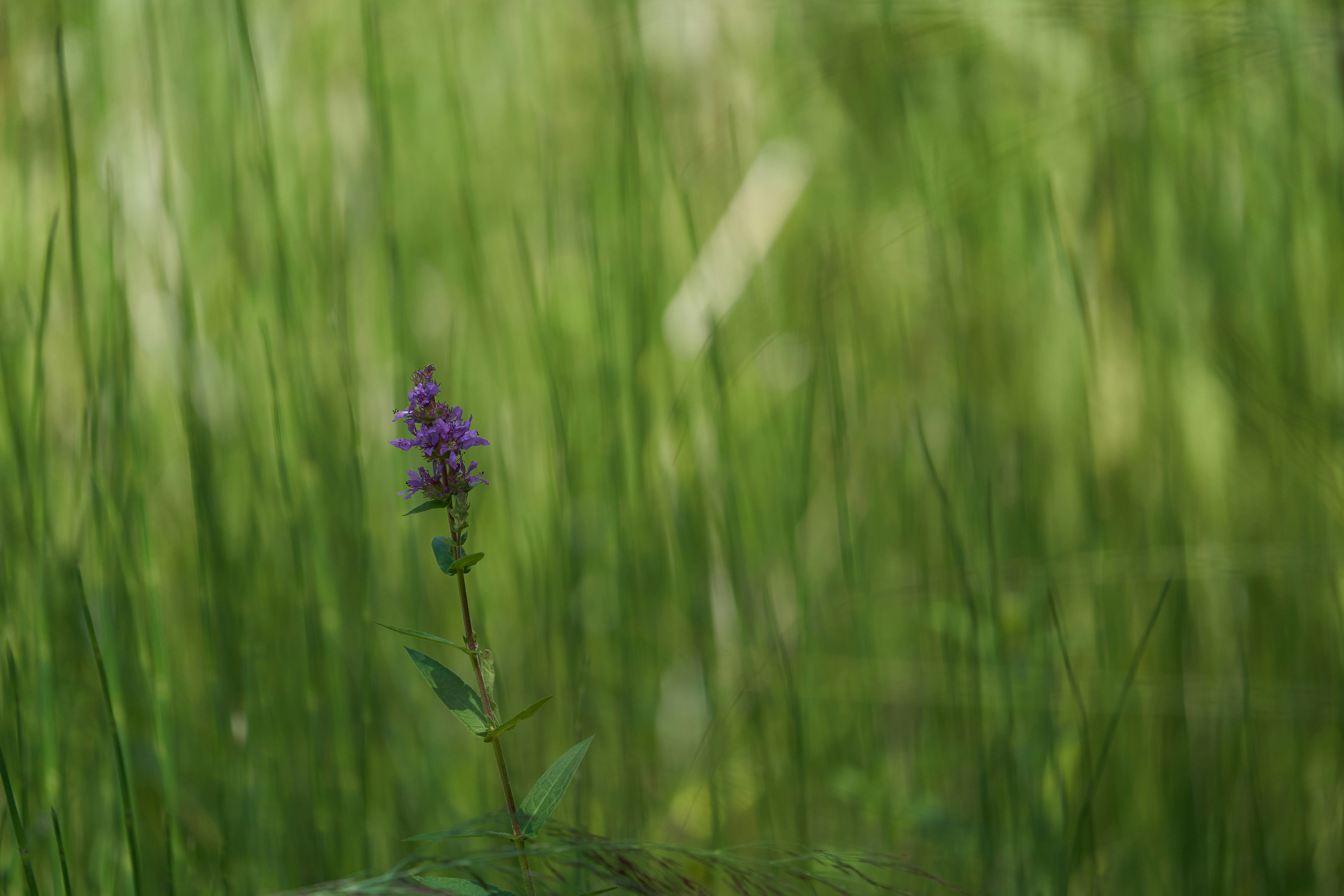 Photo by wolfgang_hasselmann