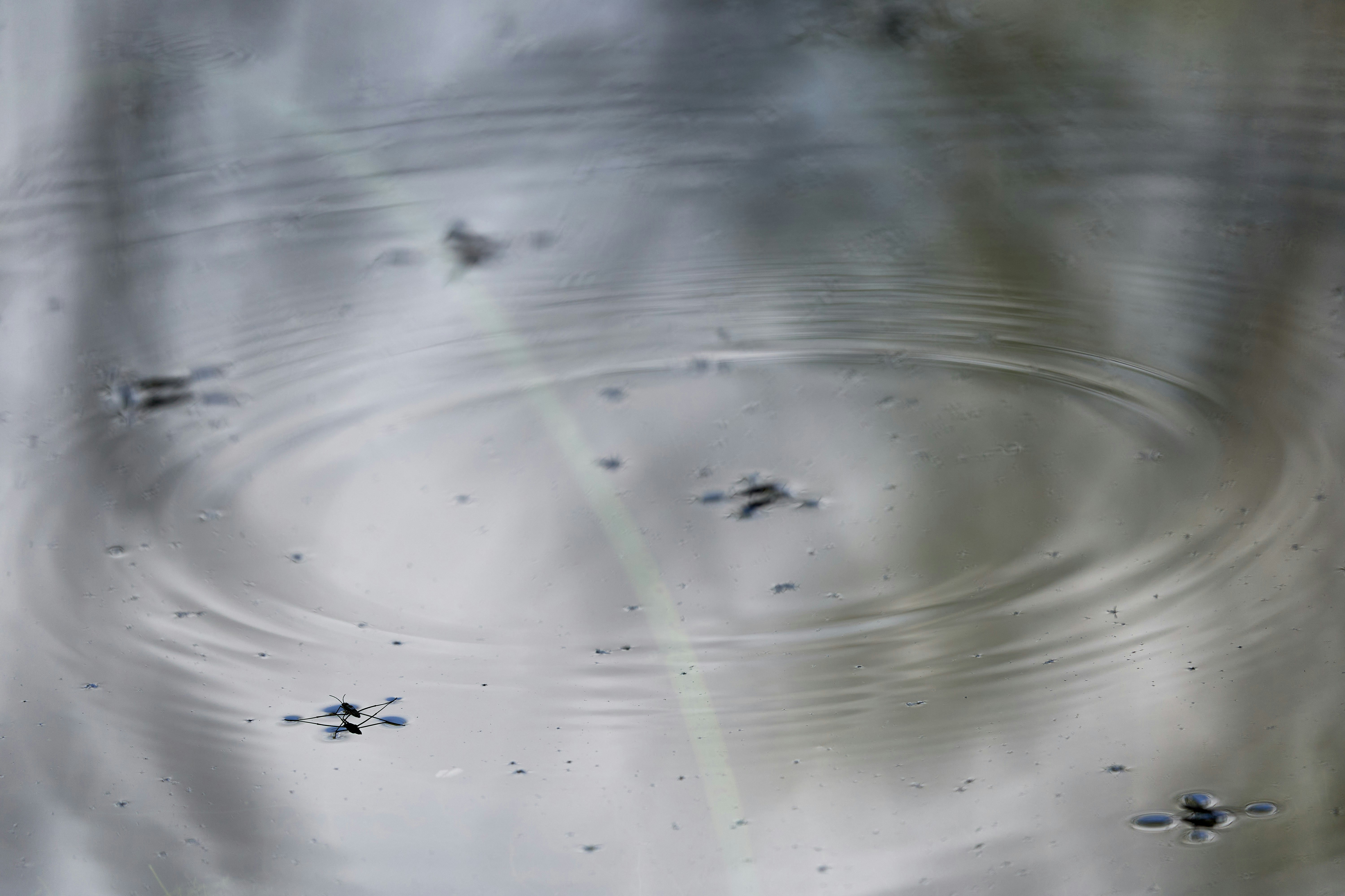 Photo by wolfgang_hasselmann