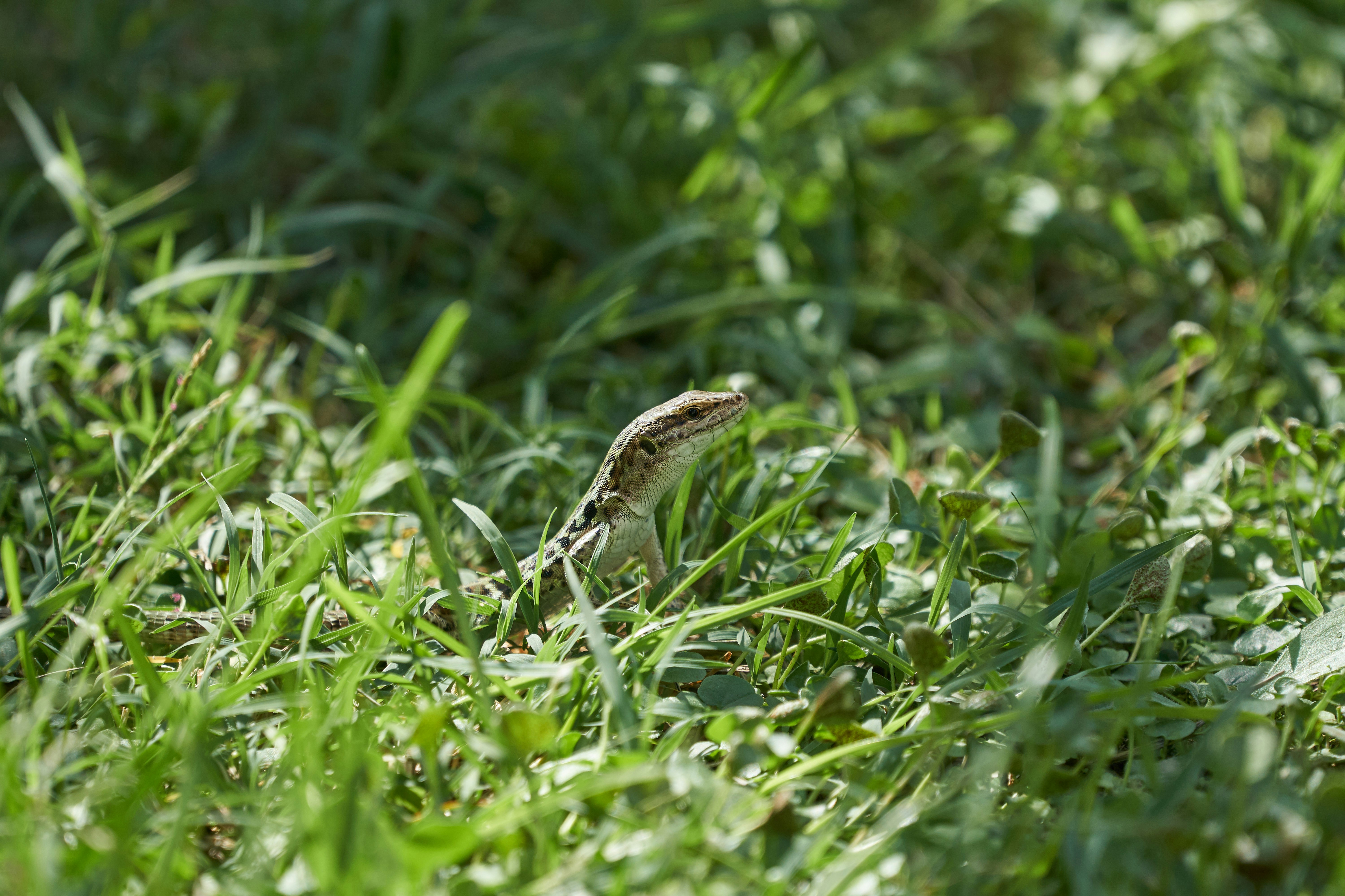 Photo by wolfgang_hasselmann