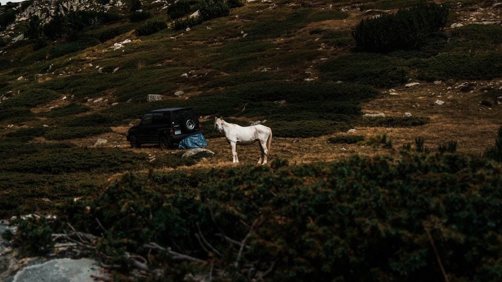 a horse standing next to a car