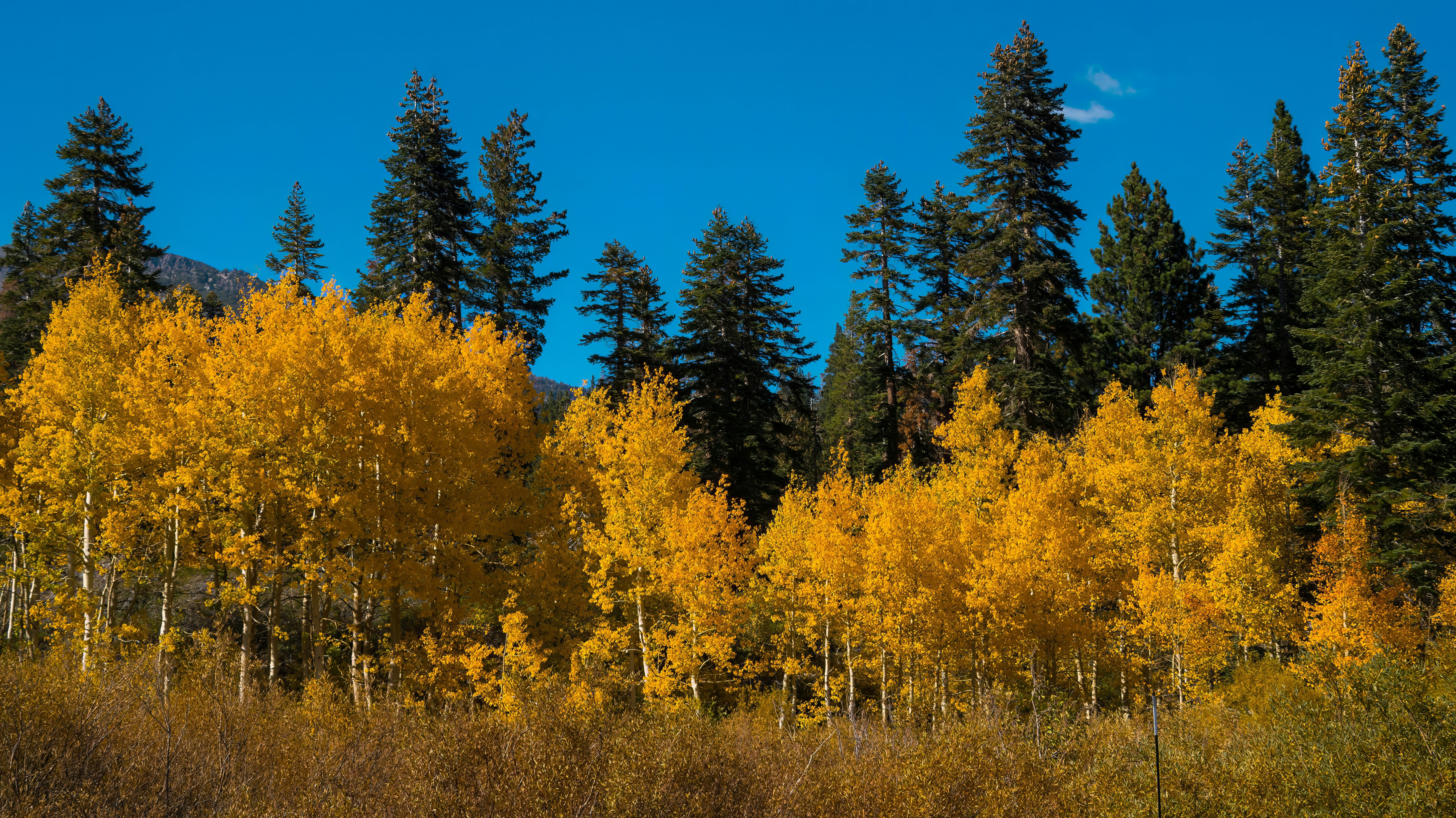 Photo by tahoe_roland