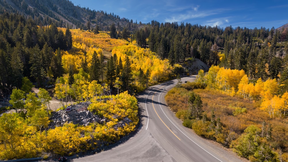 a road with trees on the side