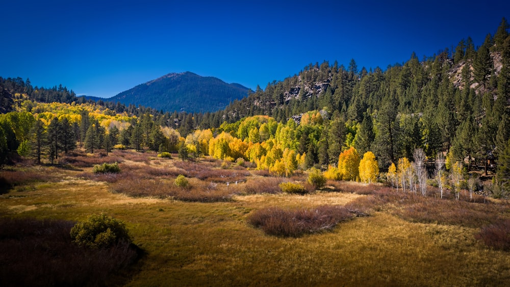 a landscape with trees and bushes