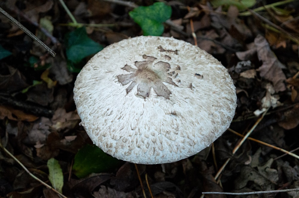 a mushroom with a face carved into it