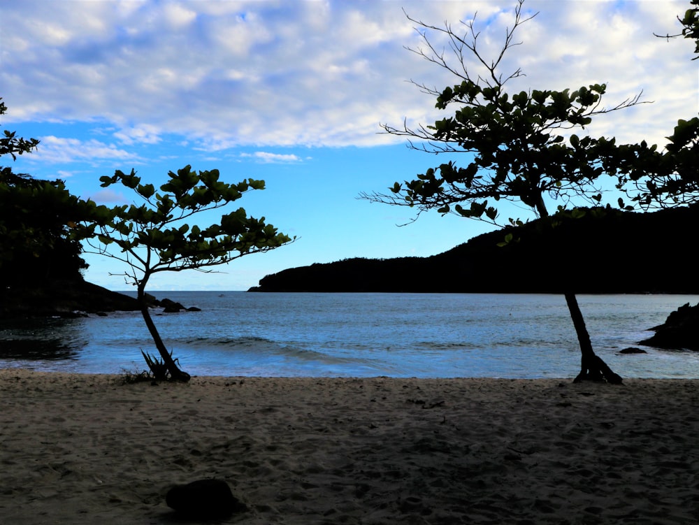 a beach with trees and a body of water in the background