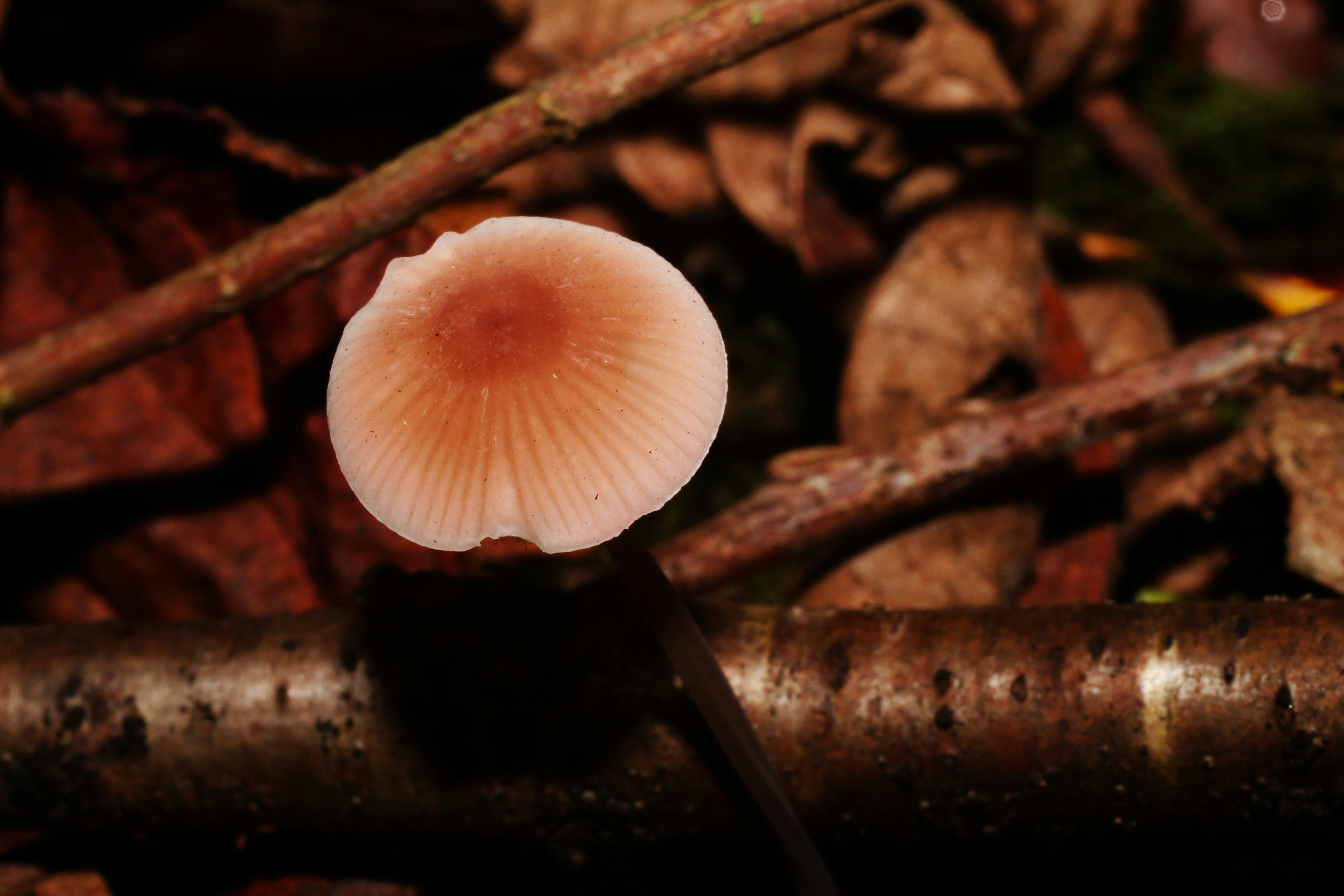 Photo by fidgetingferdie