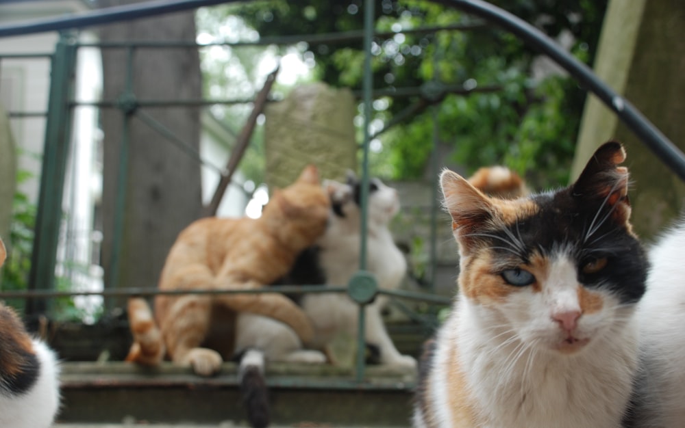a group of cats looking at a squirrel in a cage