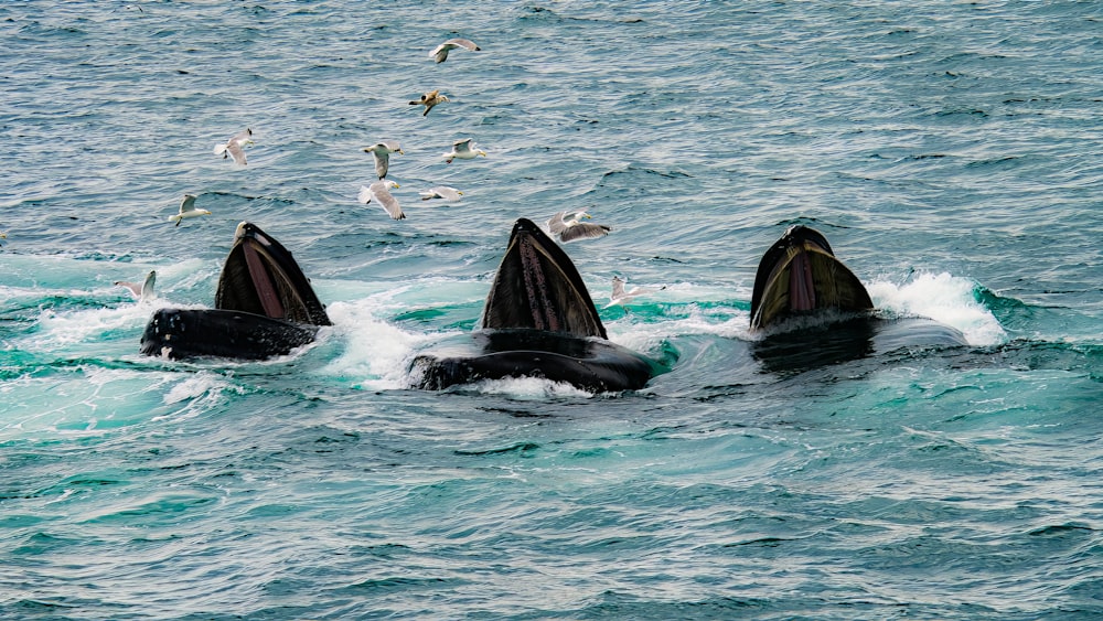 a group of whales in the water