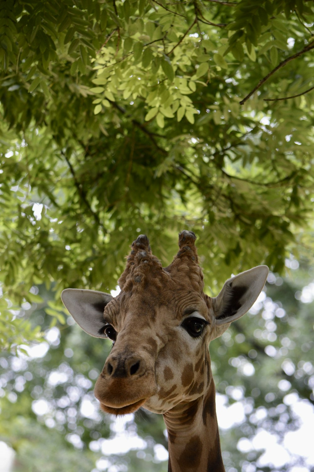 a giraffe in front of a tree