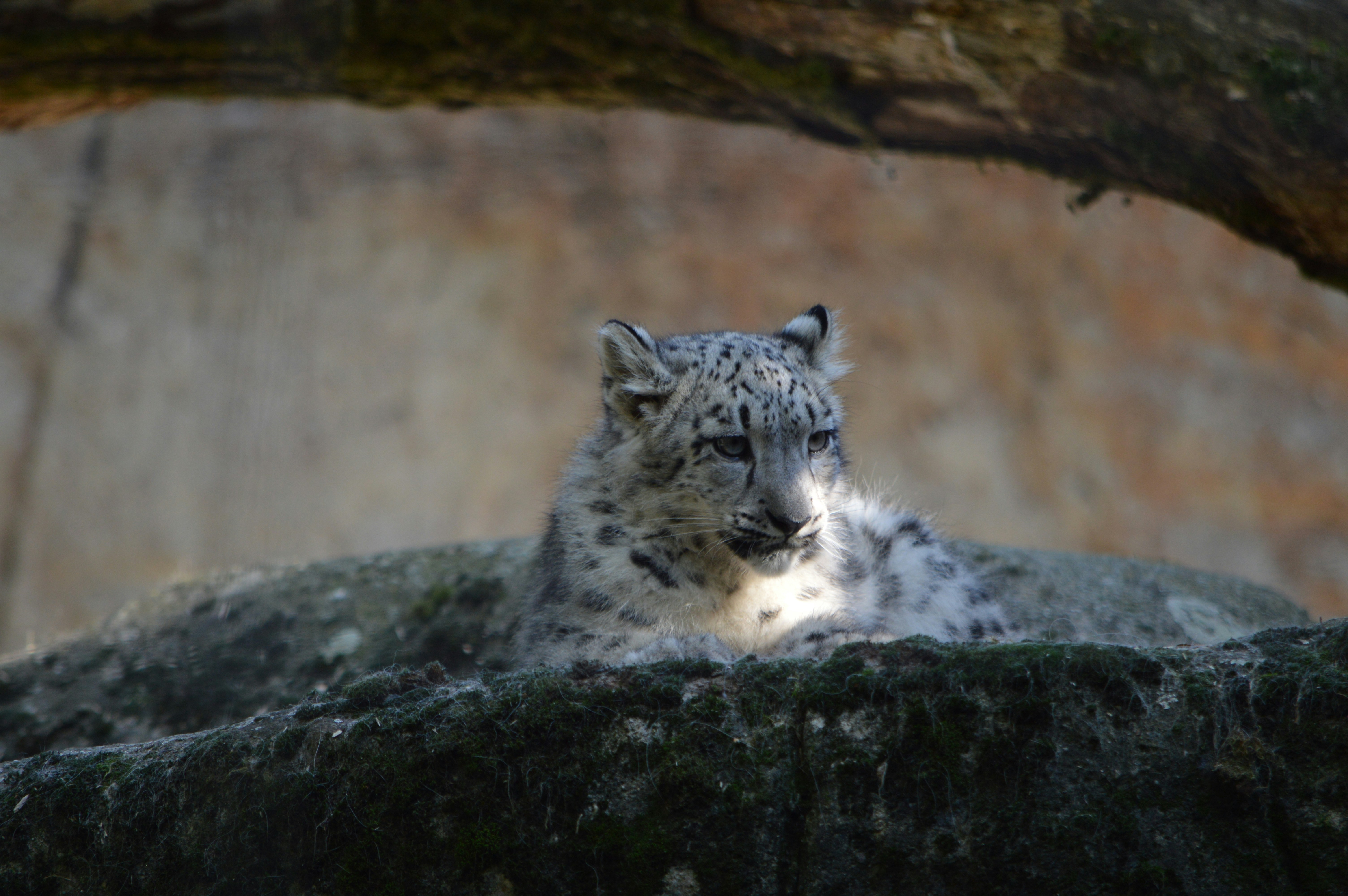 Snow Leopards: Whispered Love in the Mountains (image credits: unsplash)