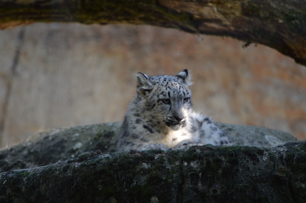 a wild cat lying on a rock