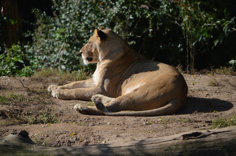 a lion lying down