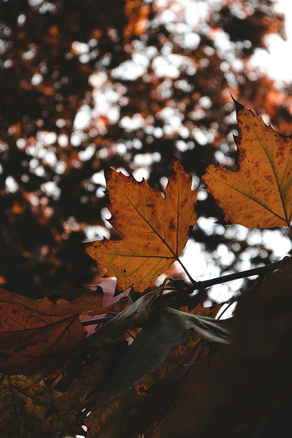 a close up of a leaf