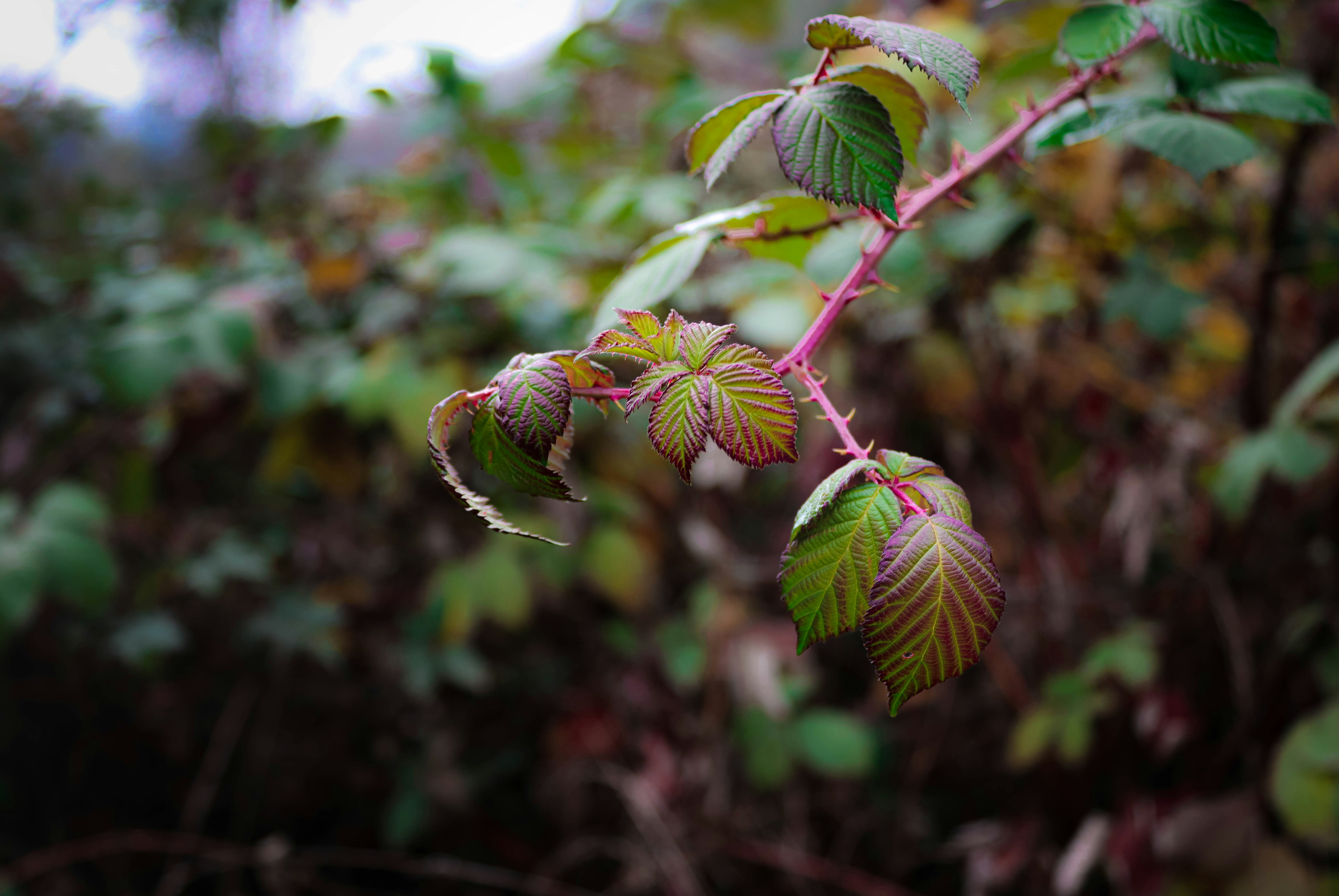 a close up of a plant