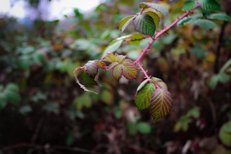 a close up of a plant